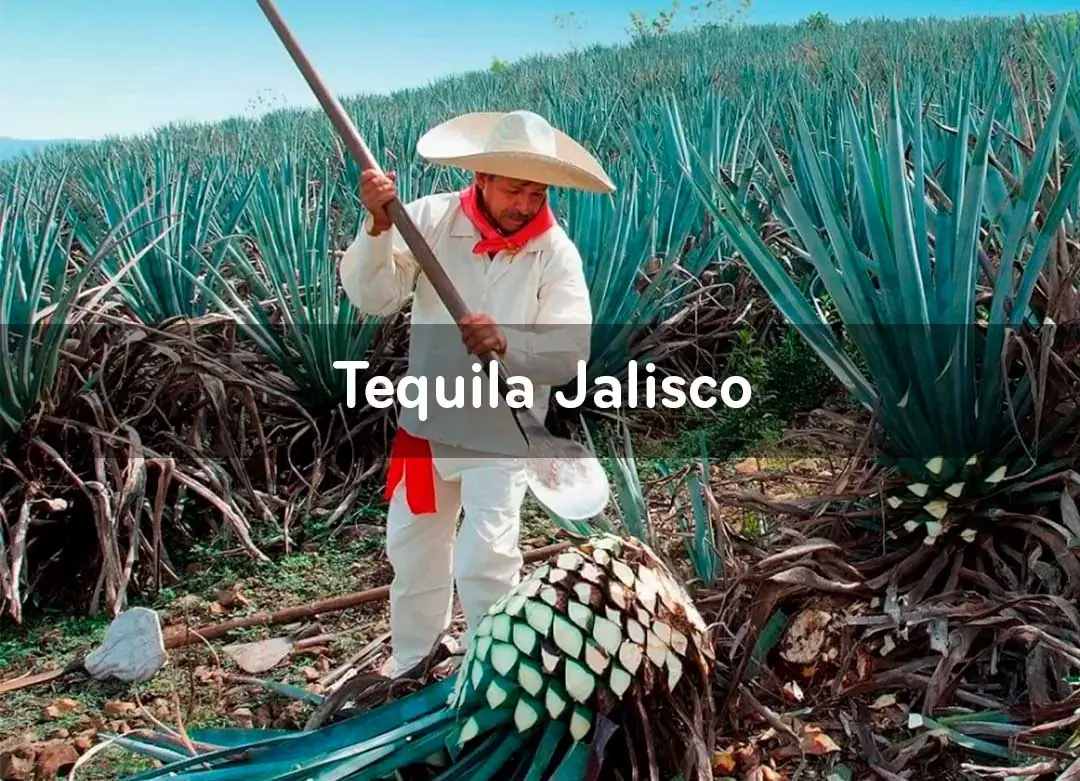 Attraction 6: Tequila, Jalisco